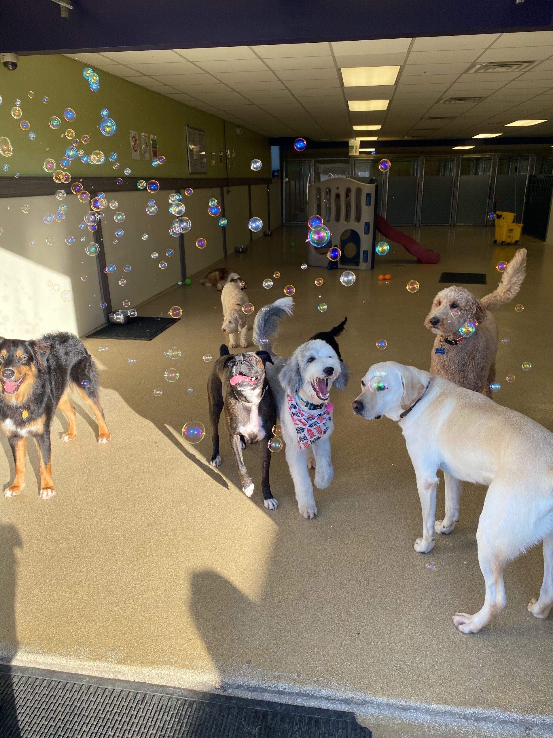 Dog best sale daycare activities