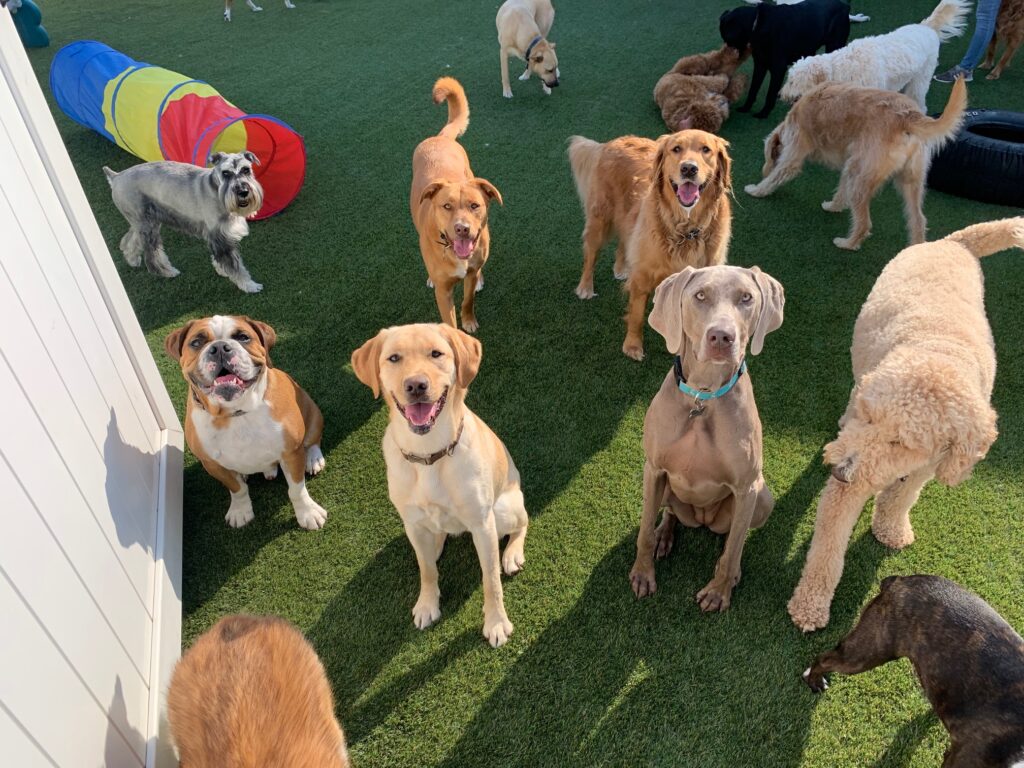 Canine Enrichment Solves Doggie Daycare Not For All Dogs - Pet Camp