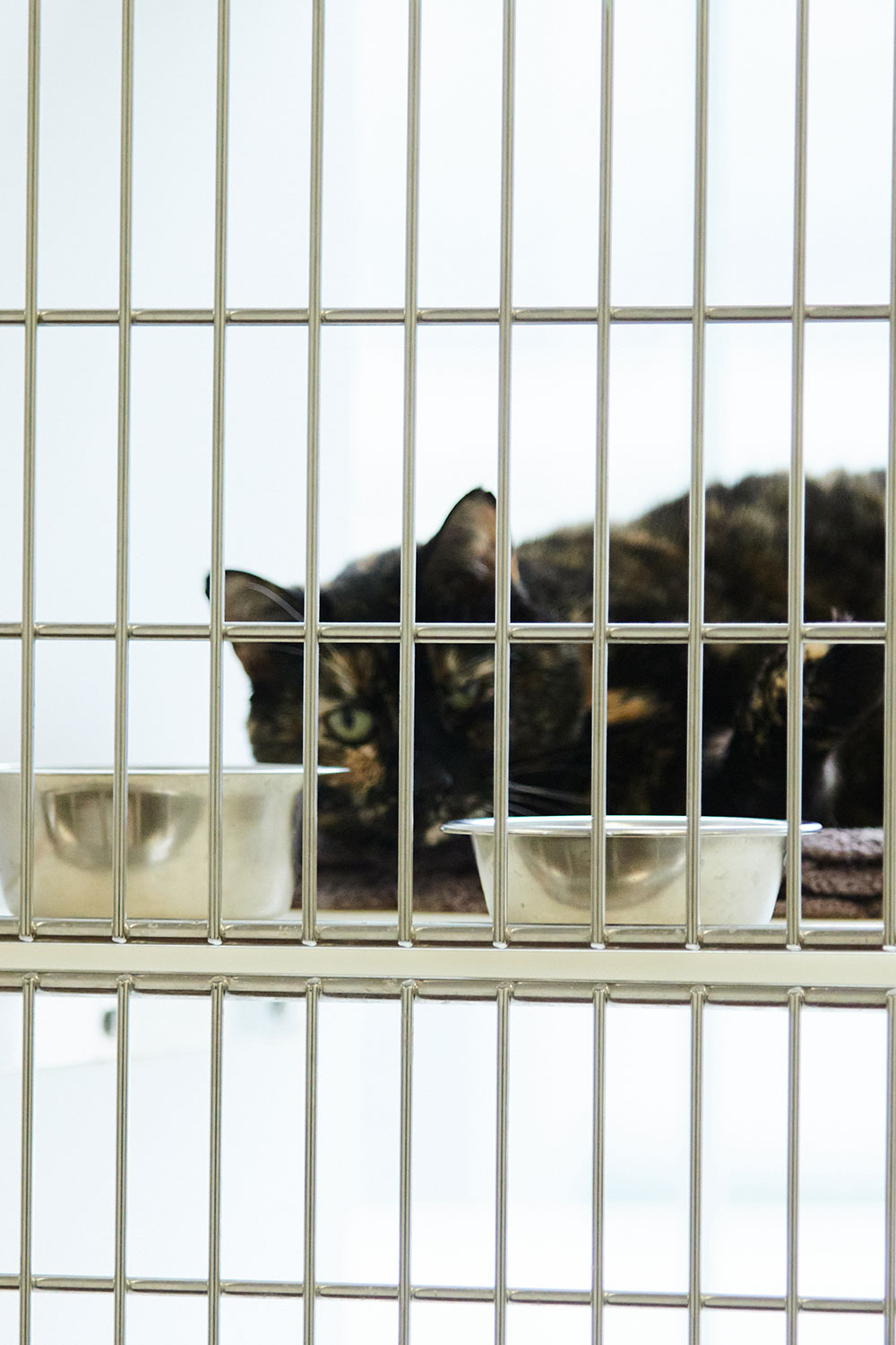A black cat in a cage with metal bowls in front of her