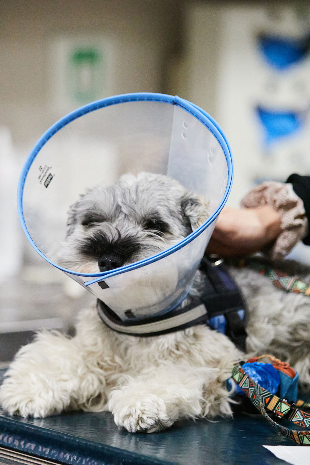 An image of a gray dog with a cone around his head on a surgery table.