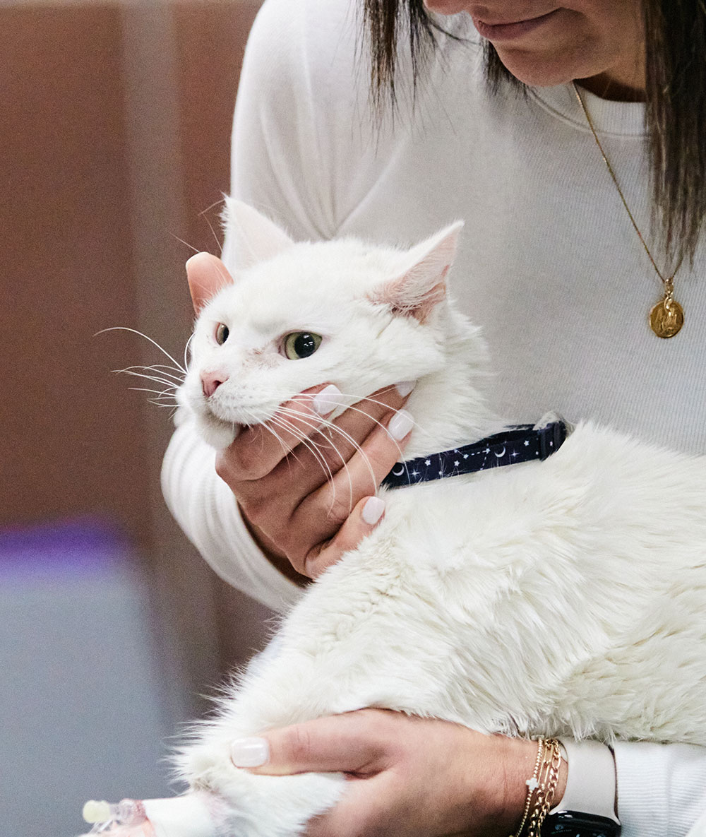 An image of a woman holding a white cat.