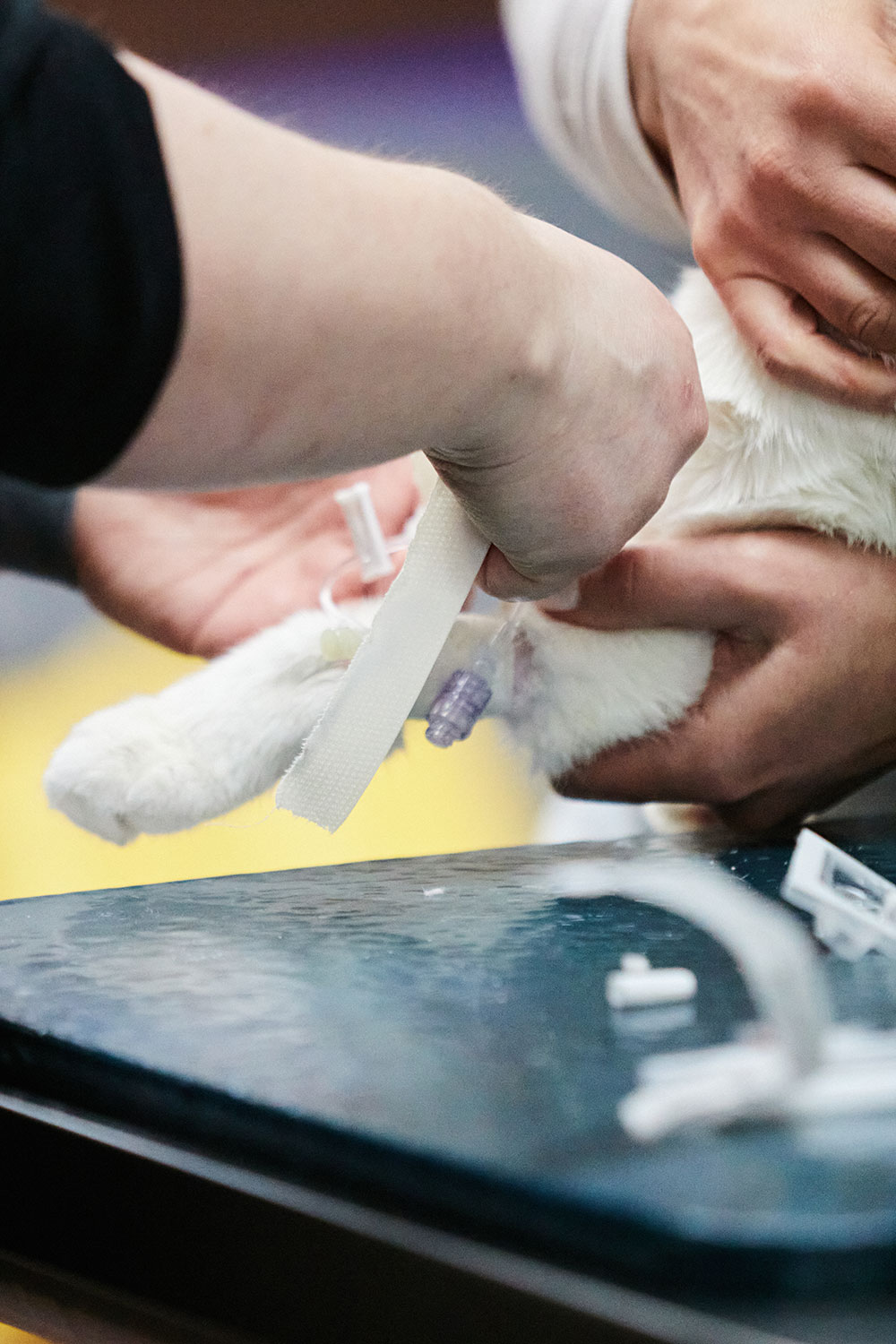 An image of an animal's leg getting an iv inserted.