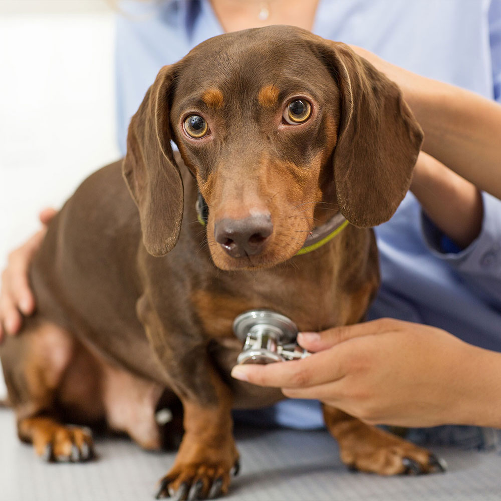 A dog getting an exam with as stethoscope on his chest.