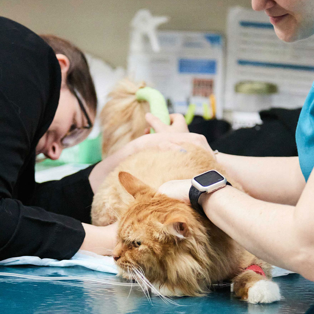 A cat receiving an exam from two medical professionals.