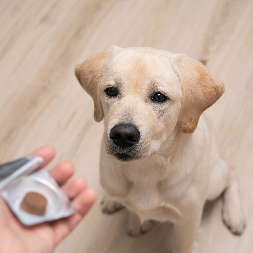 A yellow lab sitting waiting to receive a treat.