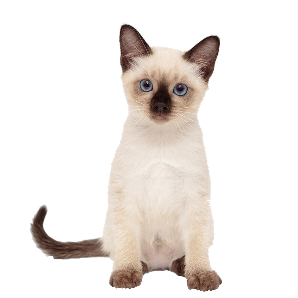 A cat with blue eyes