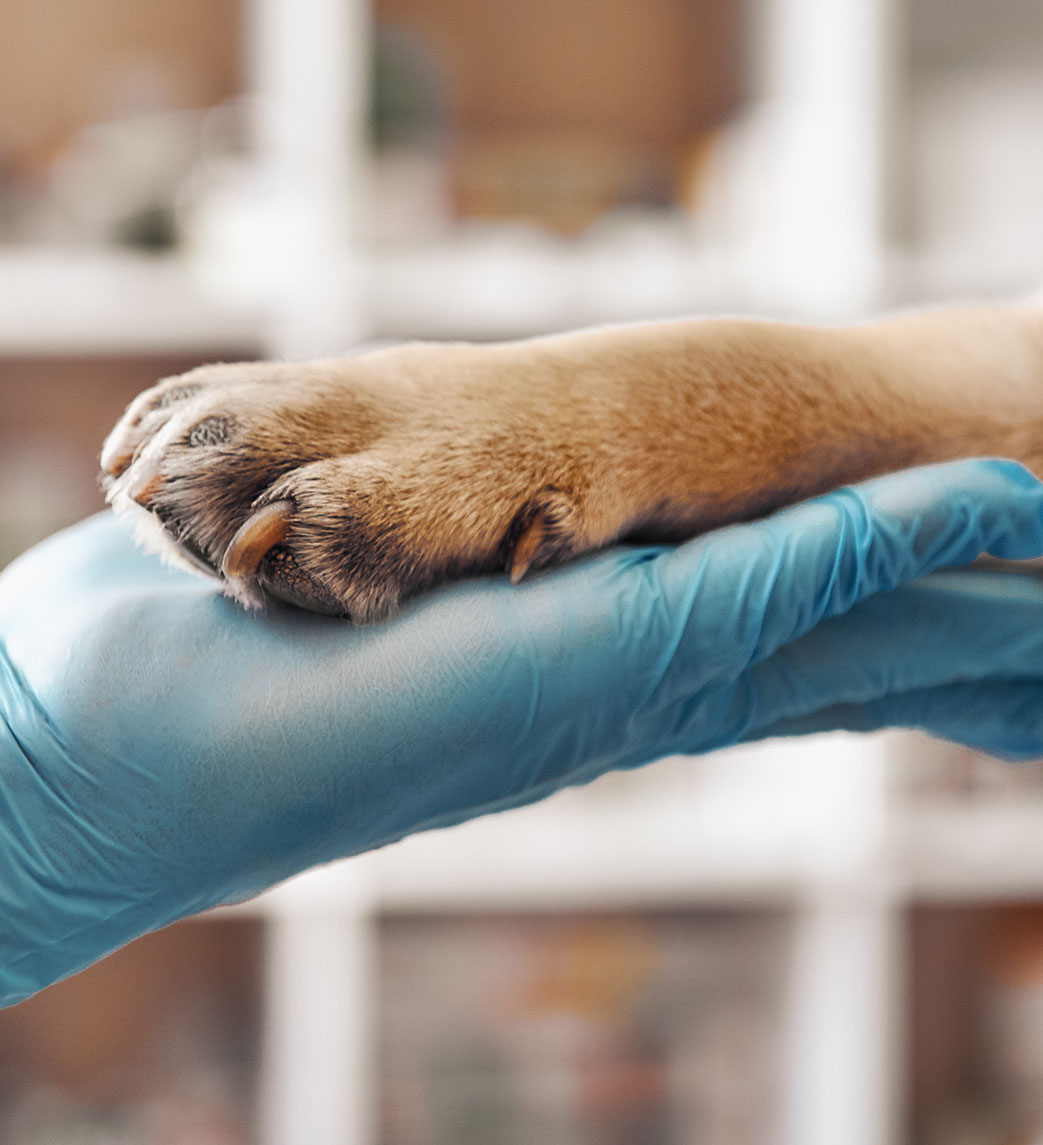 An image of a dogs paw in a person's hand. The person is wearing a glove.