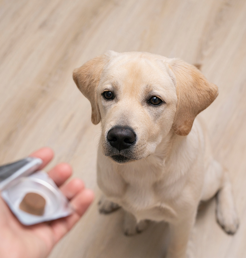 An image of a dog waiting for a treat.