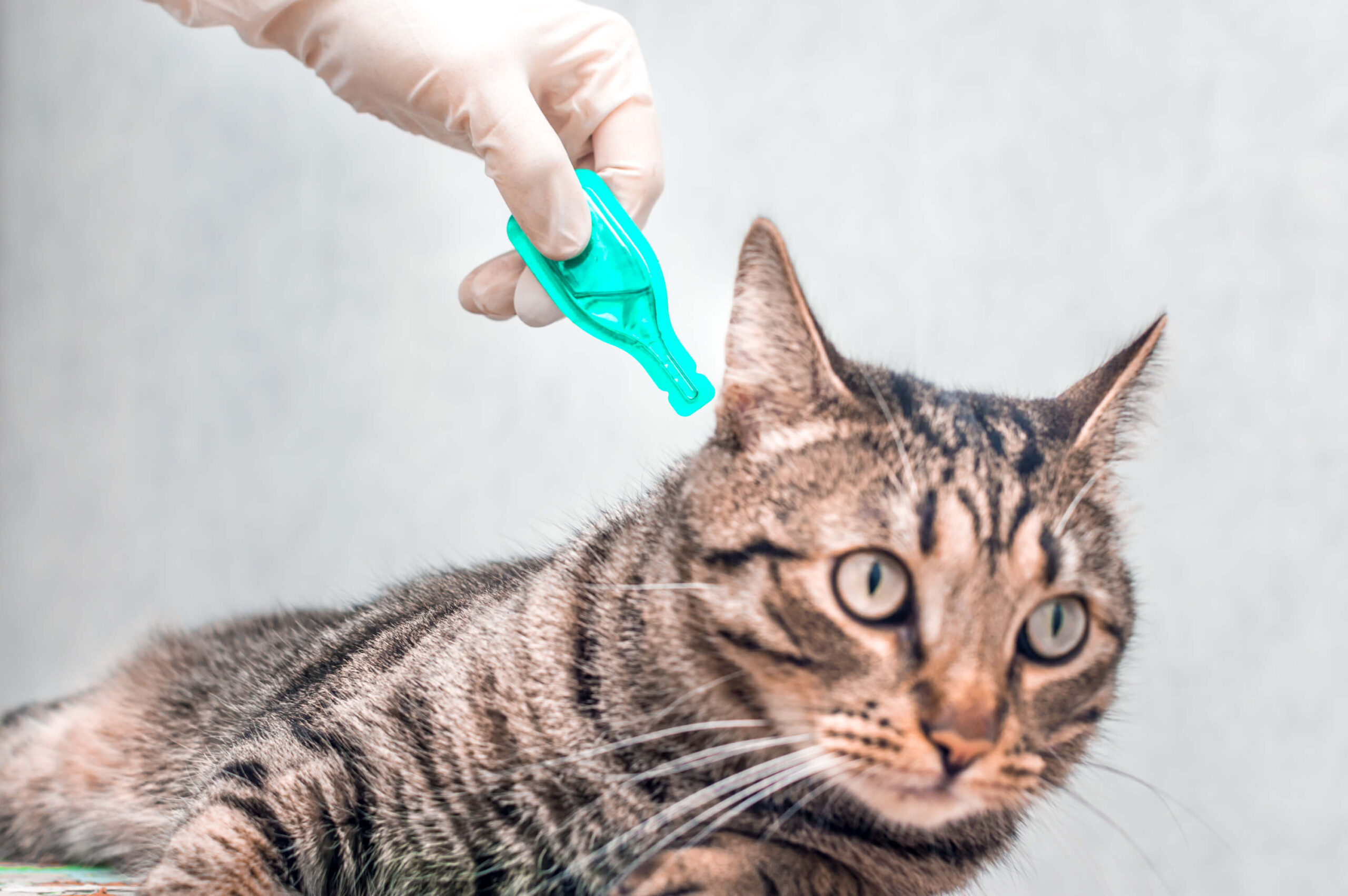 Cat getting medicine it its ear.