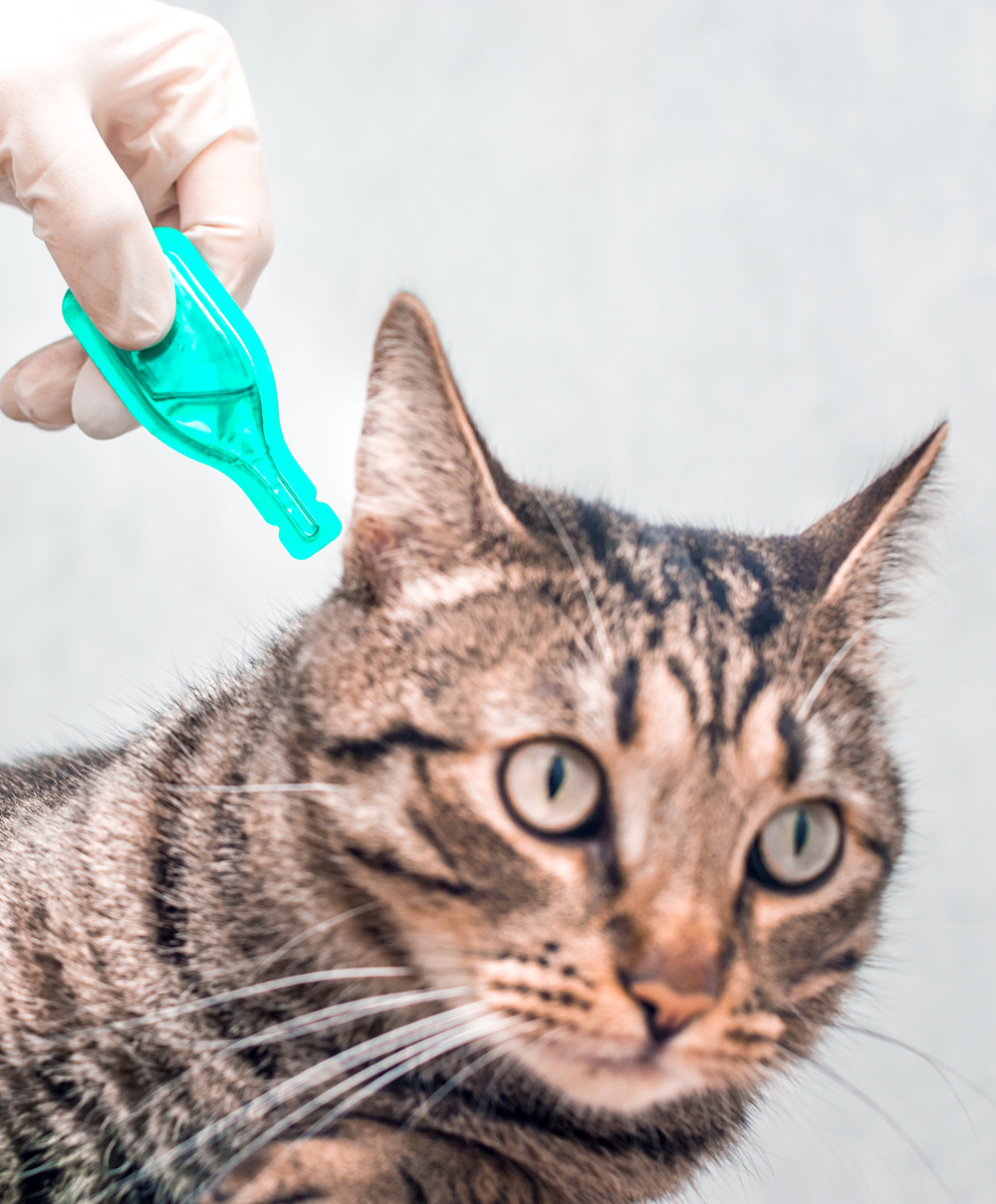An image of a cat getting medicine administered to its ear.