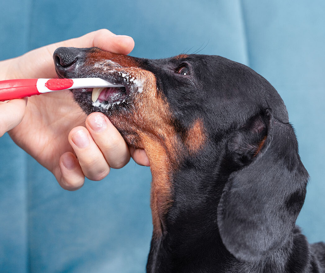 An image of a dog getting his teeth brushed.