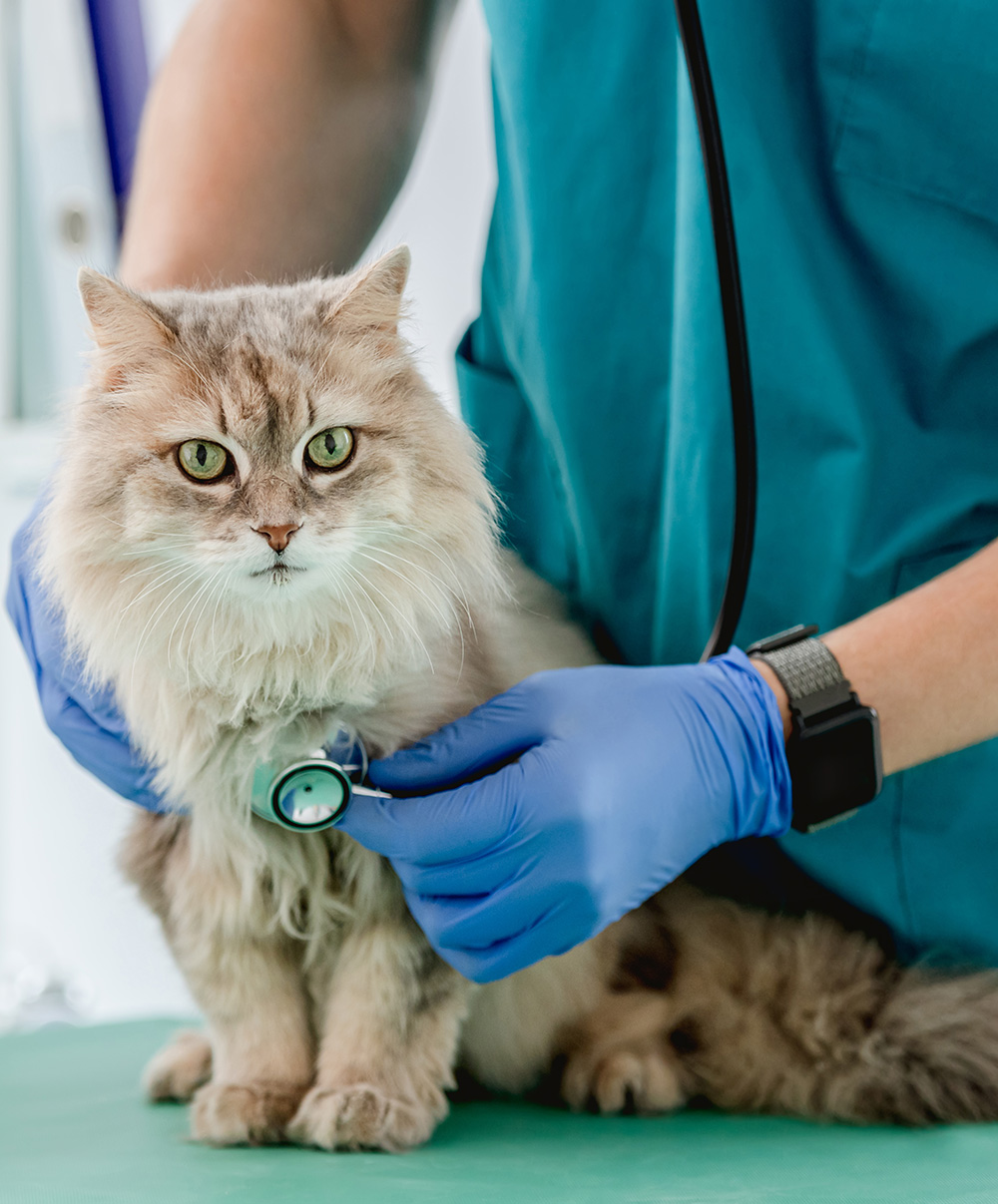 An image of a cat with a stethoscope on its chest.