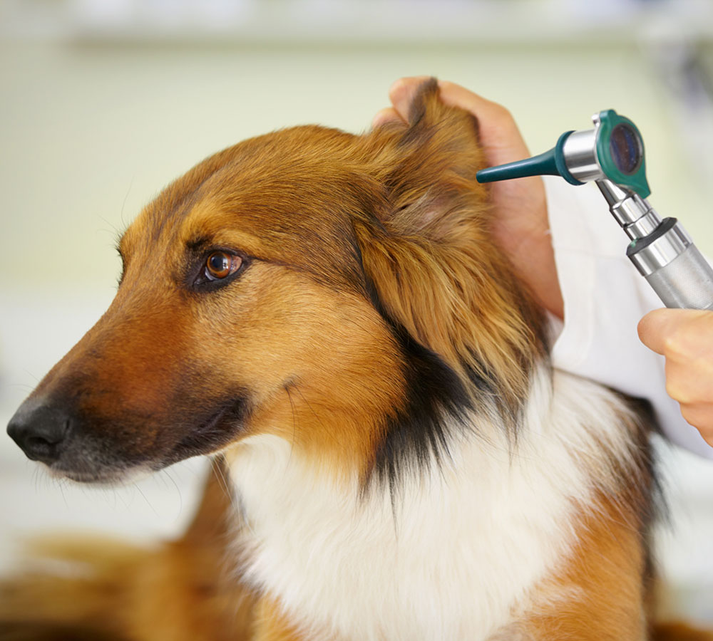 An image of a dog receiving an ear exam