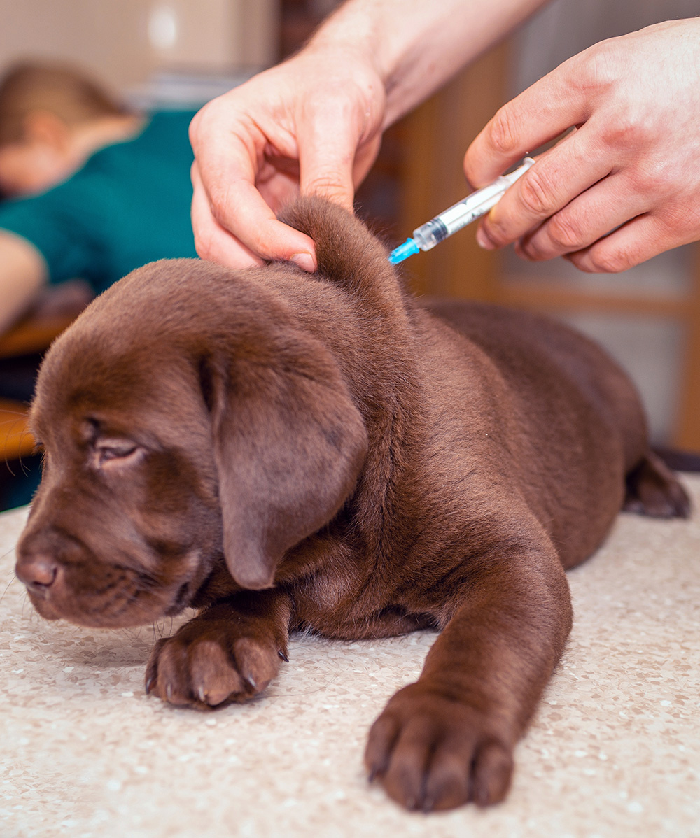 An image of a puppy receiving a shot