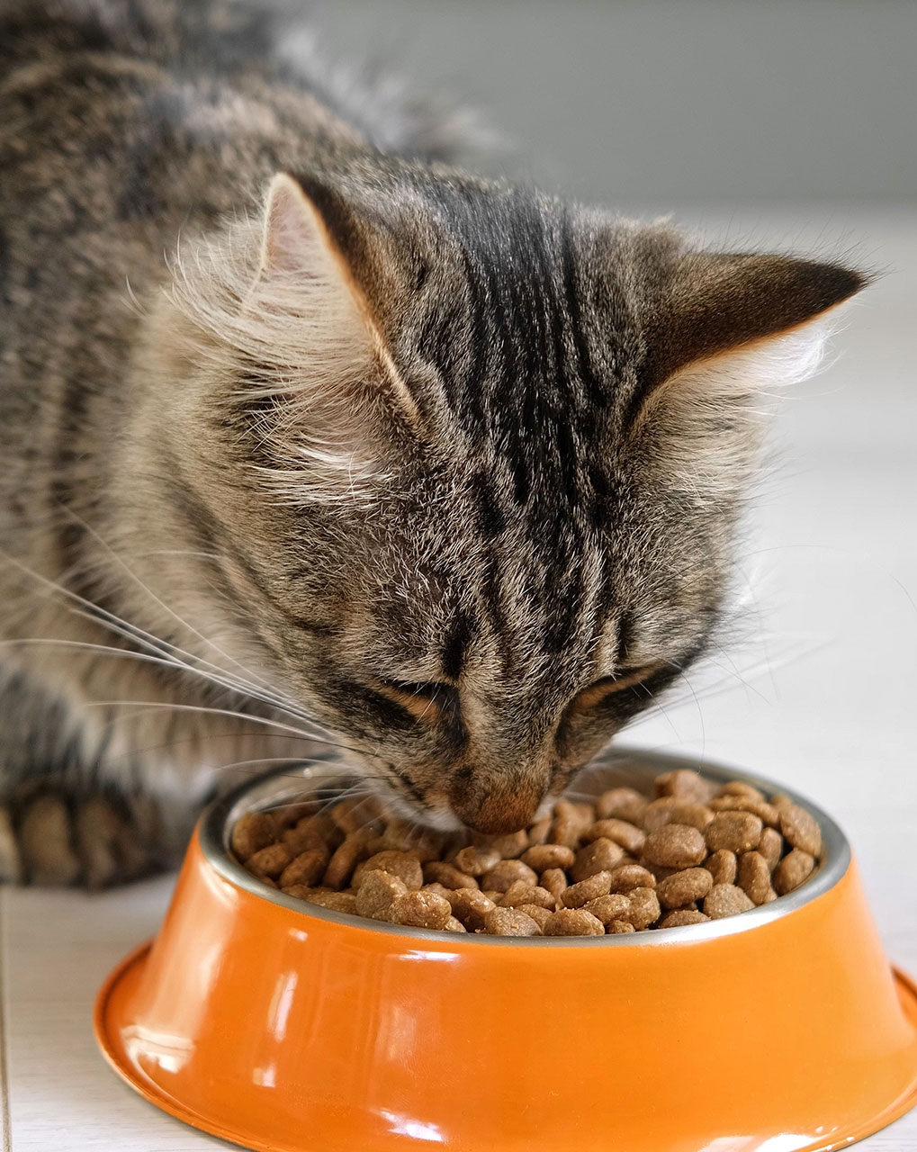 An image of a cat eating food out of an Orange Bowl.