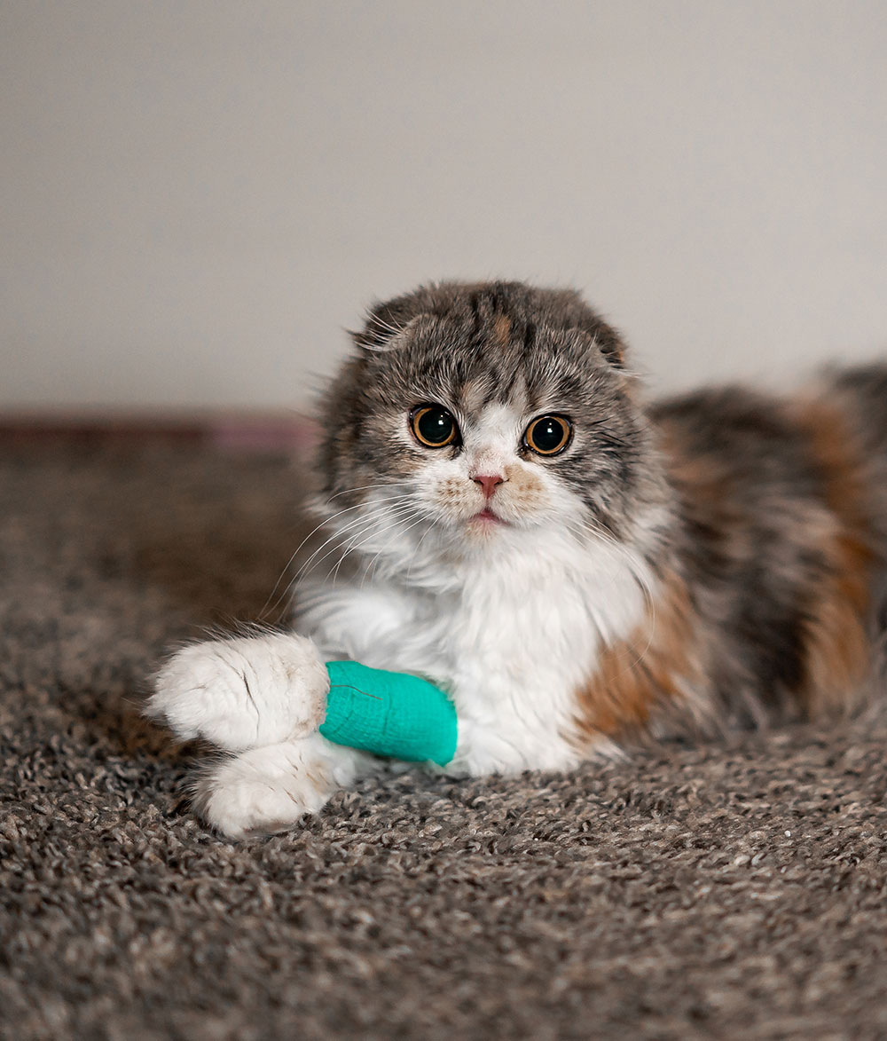 A cat that has a bandage on their arm.