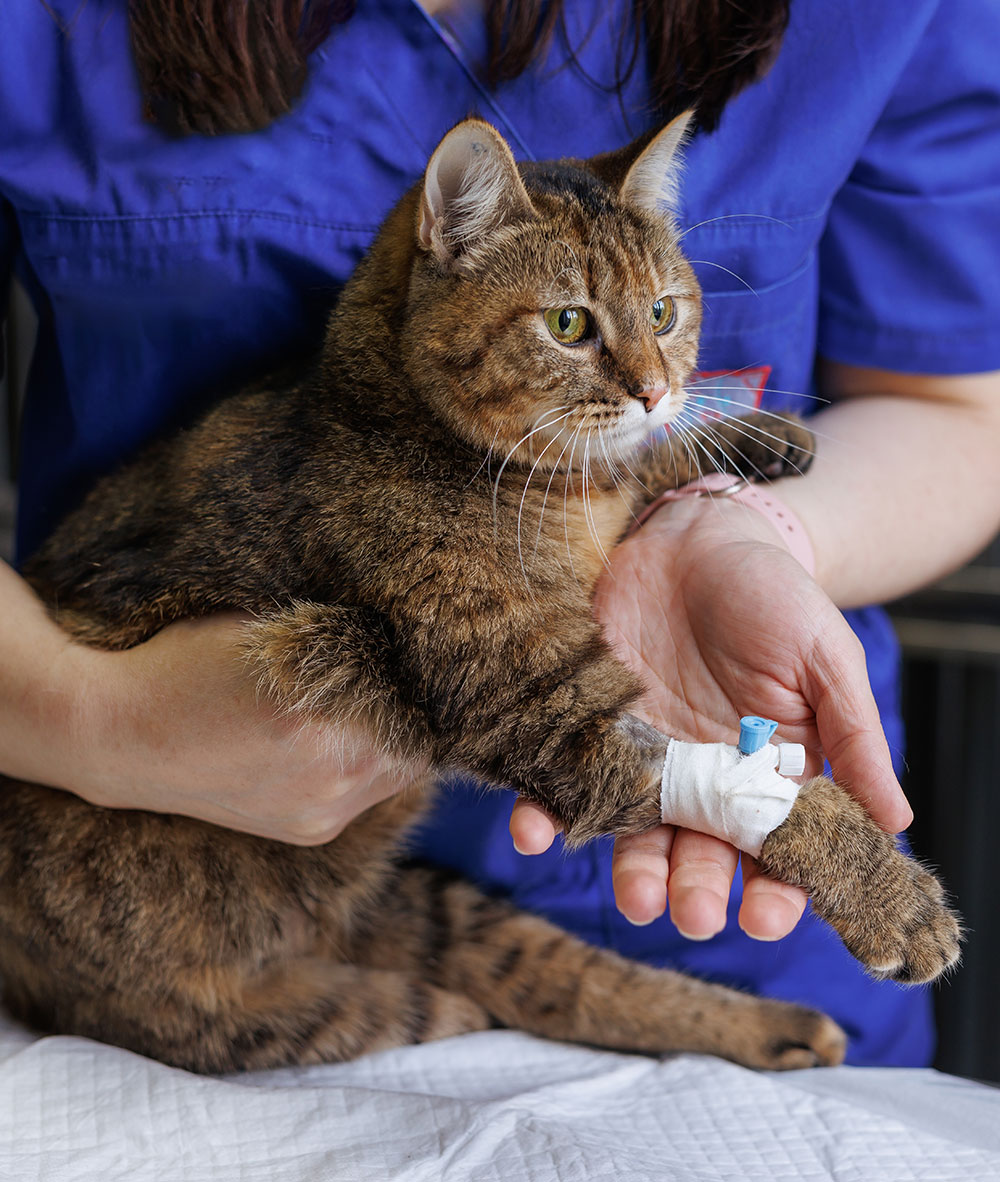 An image of a cat on a surgery table with an IV in them.