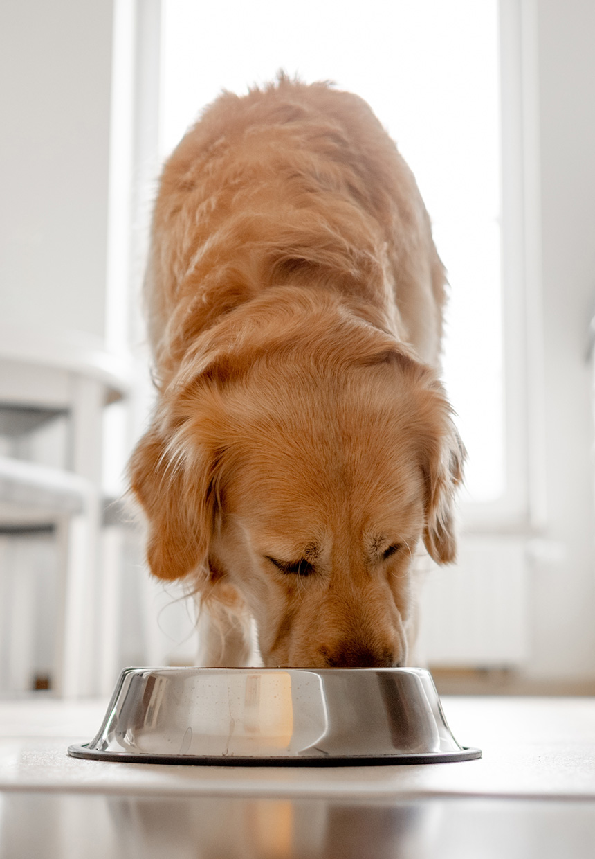 An image of a Golden Retriever Eating out of a metal bowl.