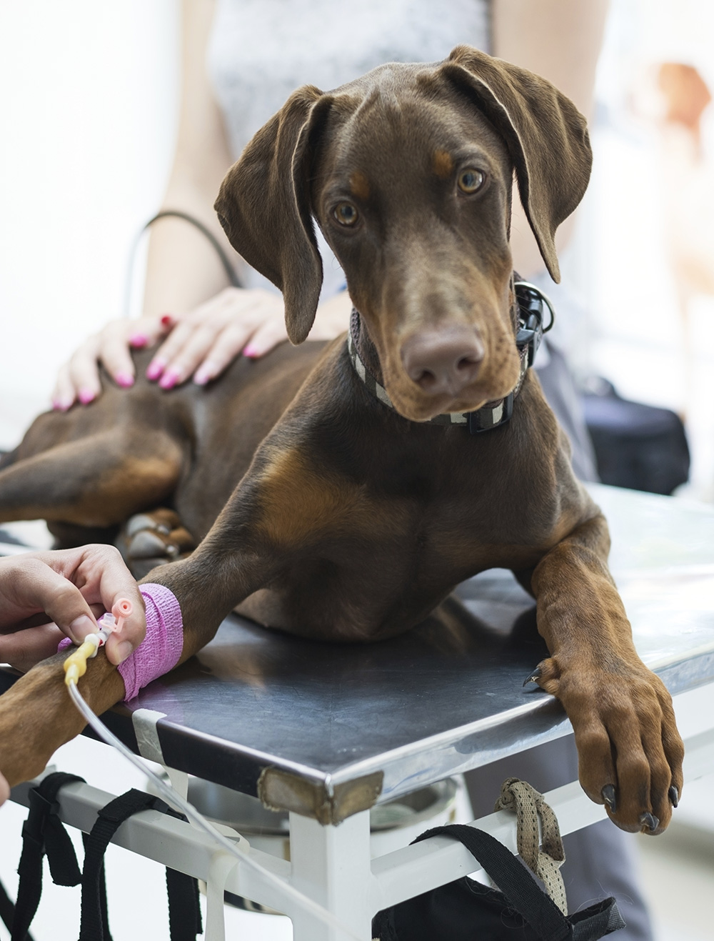 An image of a dog on a surgery table with an IV in them.