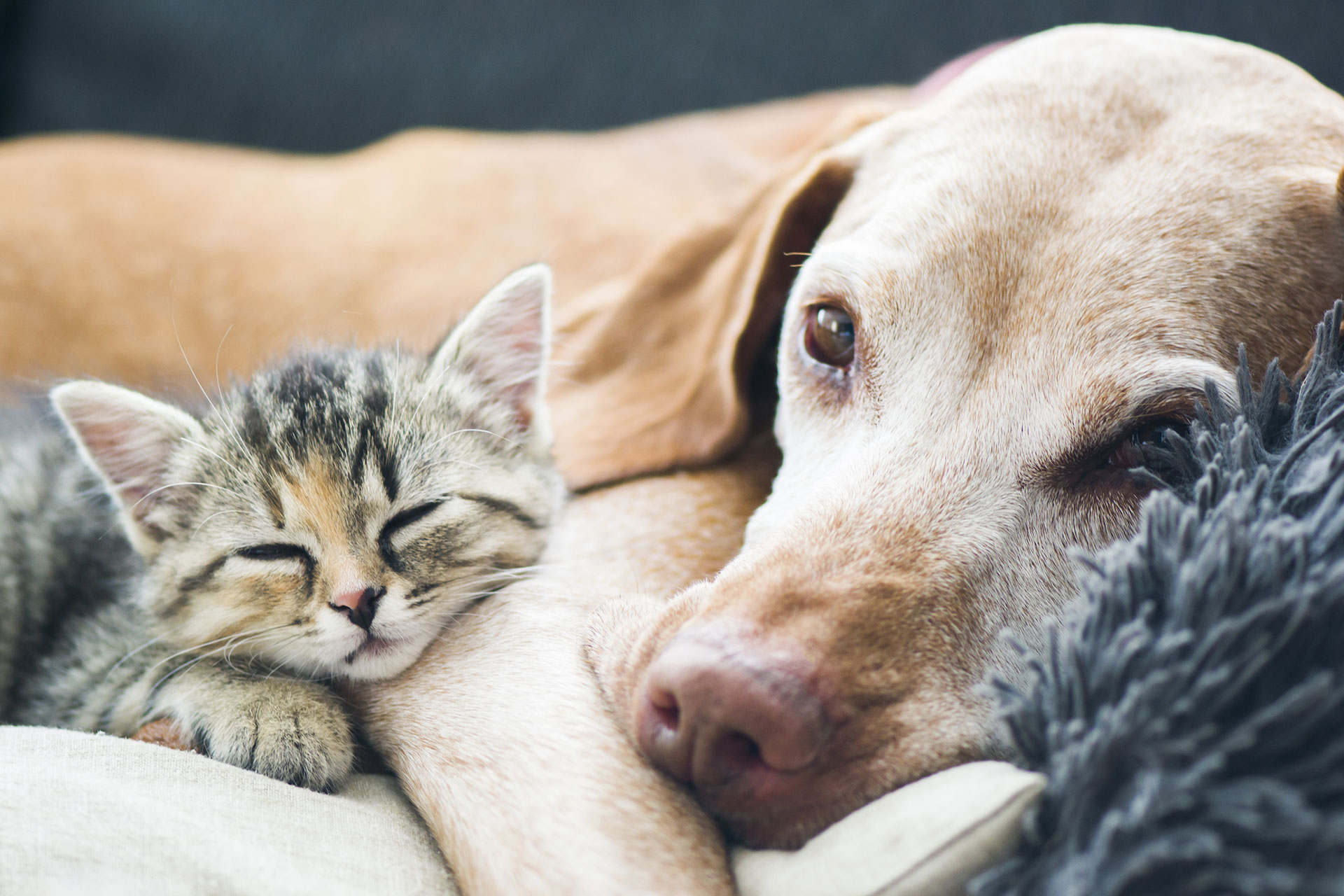 An image of a dog and cat cuddling on a couch.