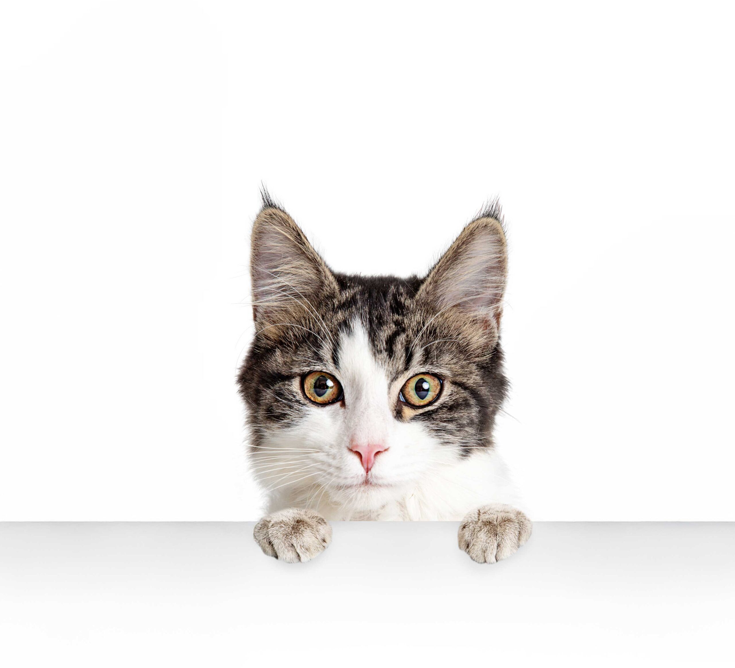 A cat's head peeking up over a white counter.