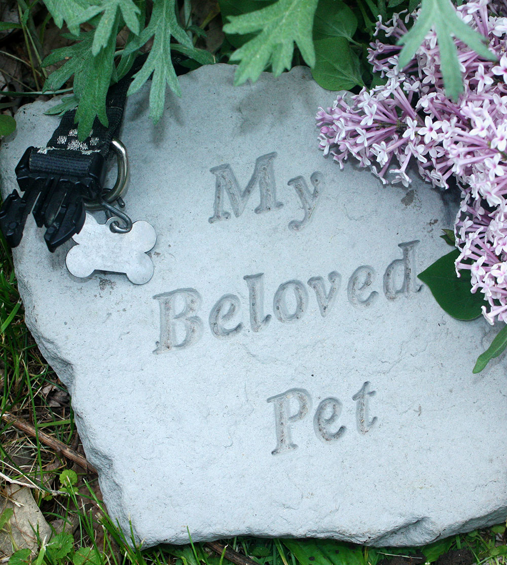 A Tombstone that reads "My Beloved Pet" With a collar and flowers laying on top.
