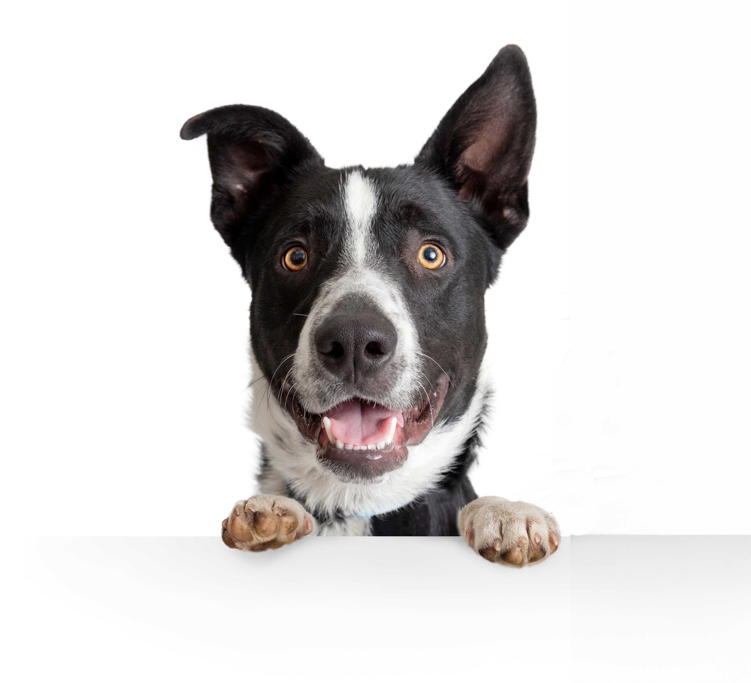 A Dog's head peeking up over a white counter.