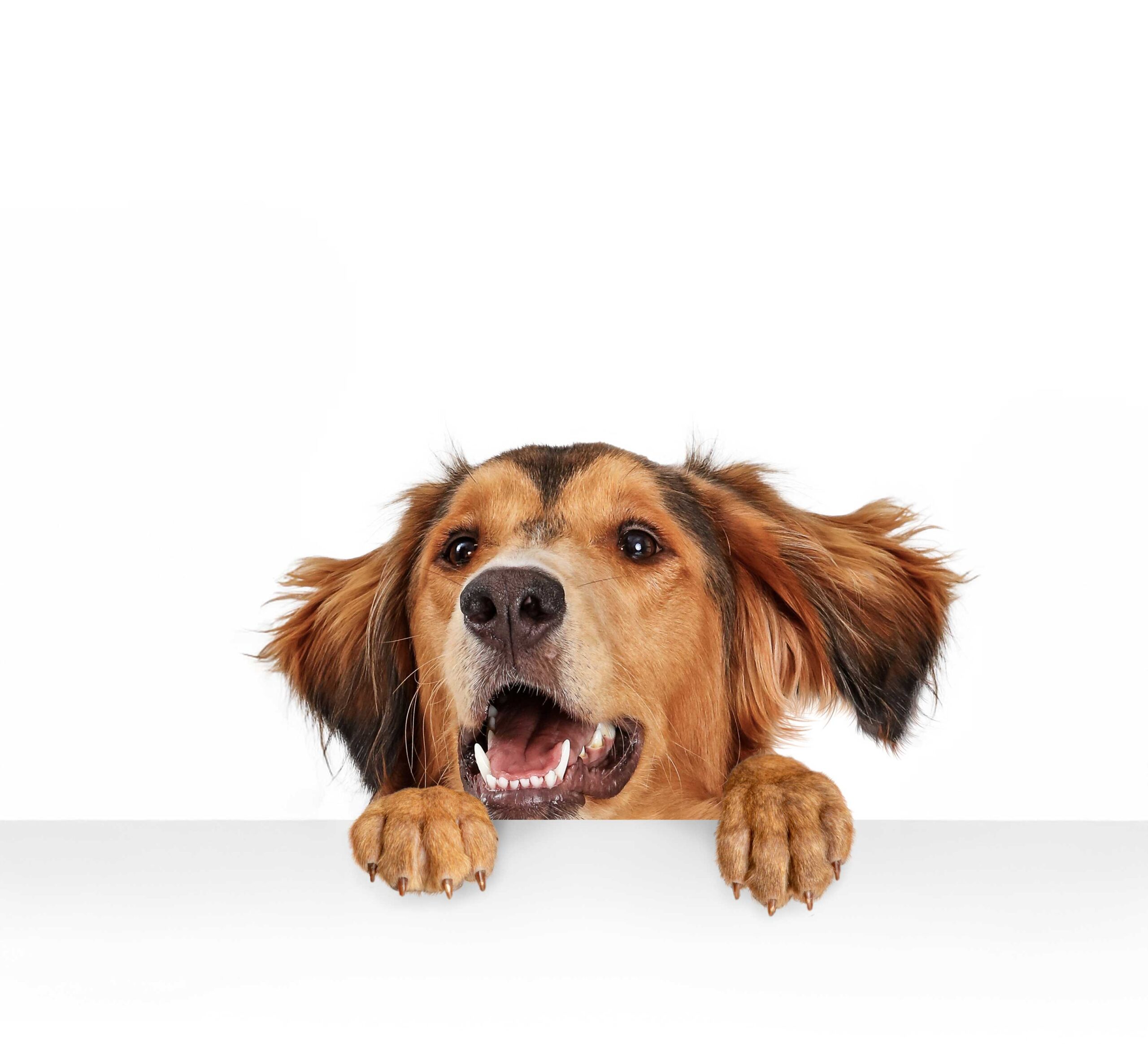 A dog's head peeking up over a white counter.