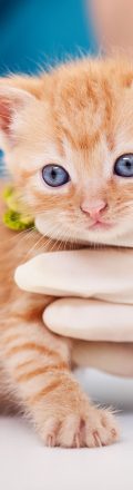 shutterstock_1503829781 An image of an orange kitten with blue eyes being handled by someone with gloves