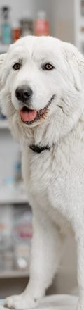 shutterstock_1981023902 A large white dog sitting on an exam table.